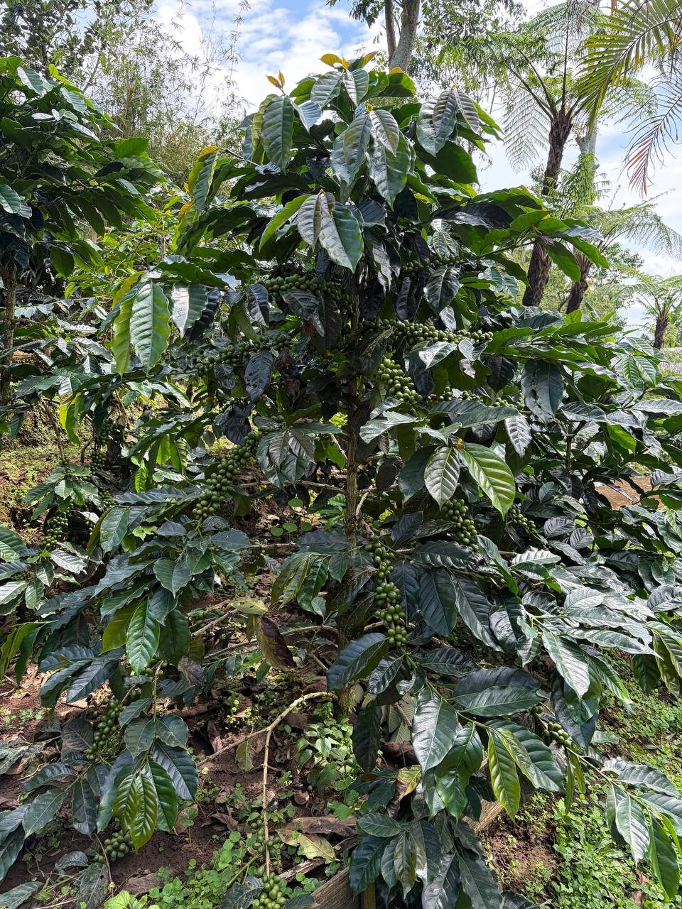 Кофейное дерево с зелёными ягодами, плантация Мундук