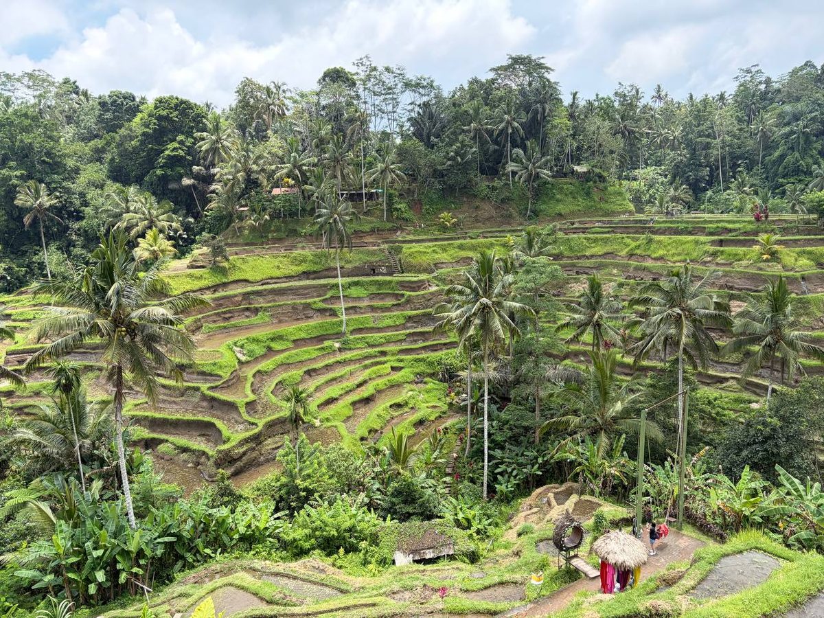 Рисовые террасы Тегаллаланг, Убуд